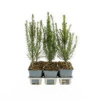 Taxus baccata six pack P9 - afbeelding 2