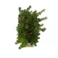 Taxus baccata six pack P9 - afbeelding 3