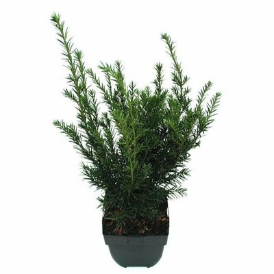 Taxus media Groenland, pot 19 cm, h 80 cm