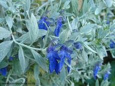 Teucrium azureum, p 22 cm, h 50 cm