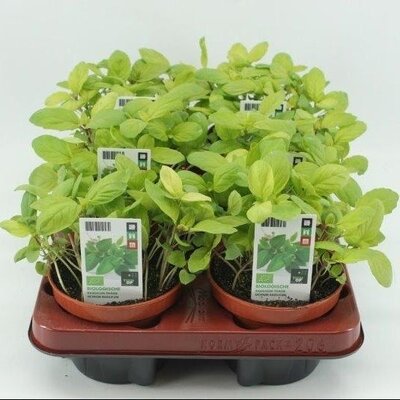 Thaise Basilicum, pot 10,5 cm, h 10 cm