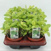 Thaise Basilicum, pot 10,5 cm, h 10 cm