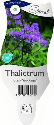 Thalictrum Black Stockings P11