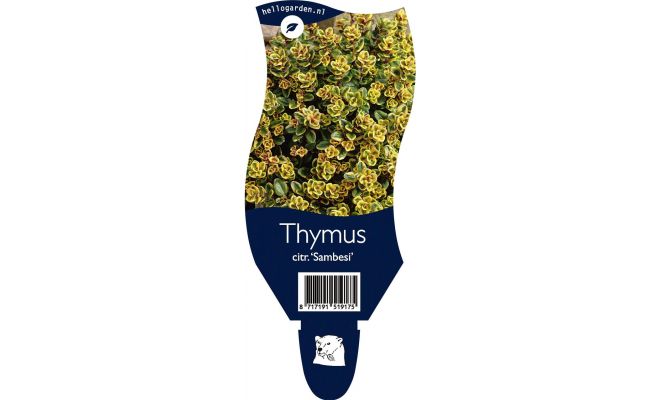 Thijm, Thymus Citriodorus Sambesi, pot 11 cm