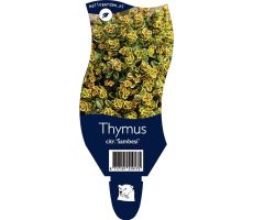Thijm, Thymus Citriodorus Sambesi, pot 11 cm