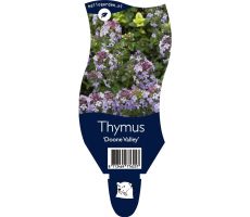 Thijm, Thymus Doone Valley, pot 11 cm