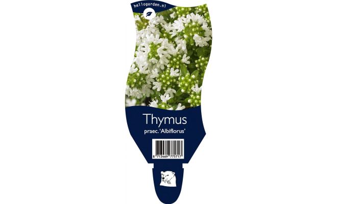 Thijm, Thymus Praecox Albiflorus, pot 11 cm