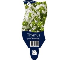 Thijm, Thymus Praecox Albiflorus, pot 11 cm