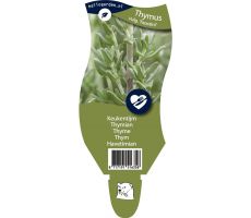 Thijm, Thymus Vulgaris Faustini, pot 11 cm