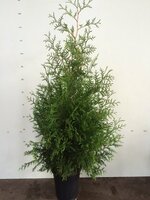 Thuja Brabant, pot 28 cm, h 180 cm