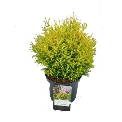 Thuja occ. 'Rheingold' sense, pot 17 cm, h 30 cm