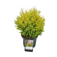 Thuja occ. 'Rheingold' sense, pot 17 cm, h 30 cm