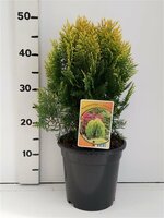 thuja orient. 'aurea nana' ,pot 19 cm, h 40 cm - afbeelding 2