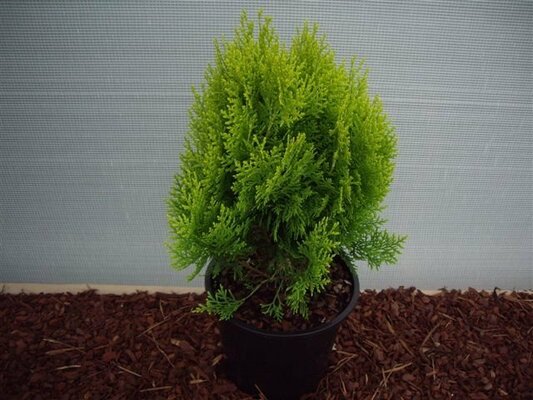 thuja orient. 'aurea nana' ,pot 19 cm, h 40 cm - afbeelding 1