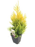 Thuja plicata Forever Goldy, pot 17 cm, h 50 cm - afbeelding 2