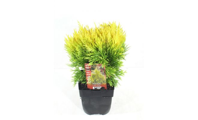 Thuja plicata Forever Goldy, pot 17 cm, h 50 cm - afbeelding 1