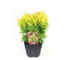 Thuja plicata Forever Goldy, pot 17 cm, h 50 cm - afbeelding 1