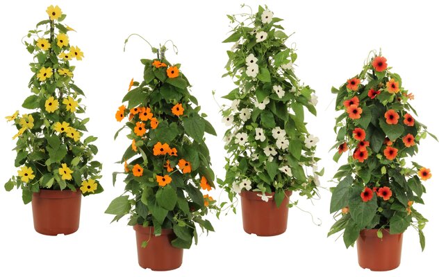 Thunbergia Alata mix kleuren, pot 19 cm, h 70 cm, keuze uit 1 stuks - afbeelding 1