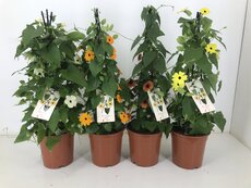 Thunbergia Alata mix kleuren, pot 19 cm, h 70 cm, keuze uit 1 stuks - afbeelding 2