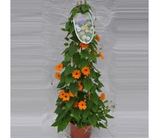 Thunbergia Alata mix kleuren, pot 19 cm, h 70 cm, keuze uit 1 stuks - afbeelding 3