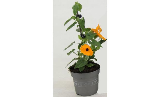 Thunbergia Alata Orange Black Eye, pot 17cm, h 70 cm