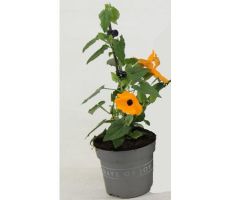 Thunbergia Alata Orange Black Eye, pot 17cm, h 70 cm