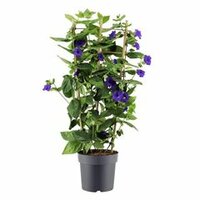 Thunbergia battiscombei, pot 24 cm, h 100 cm