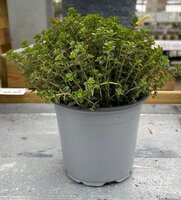 Thymus Citriodorus, pot 14 cm, h 10 cm, italiaanse kruiden - afbeelding 1