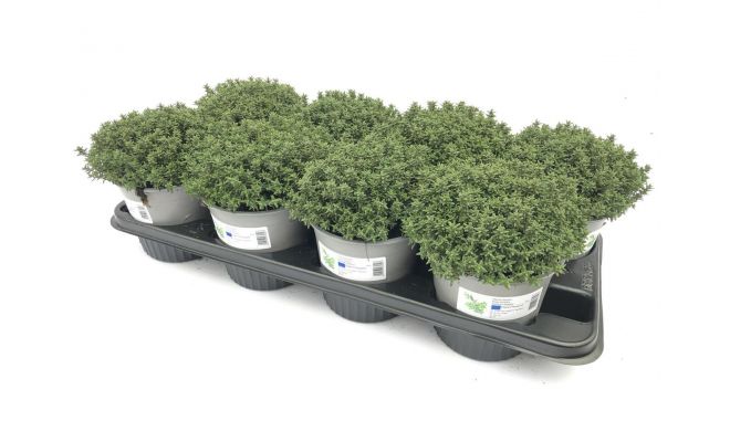 Thymus Faustini, pot 14 cm,  h10cm, italiaanse kruiden - afbeelding 1