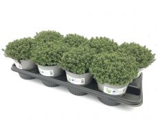 Thymus Faustini, pot 14 cm,  h10cm, italiaanse kruiden - afbeelding 1