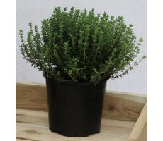 Thymus Faustini, pot 14 cm,  h10cm, italiaanse kruiden - afbeelding 2