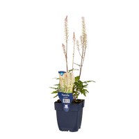 Tiarella cordifolia P11 - afbeelding 2