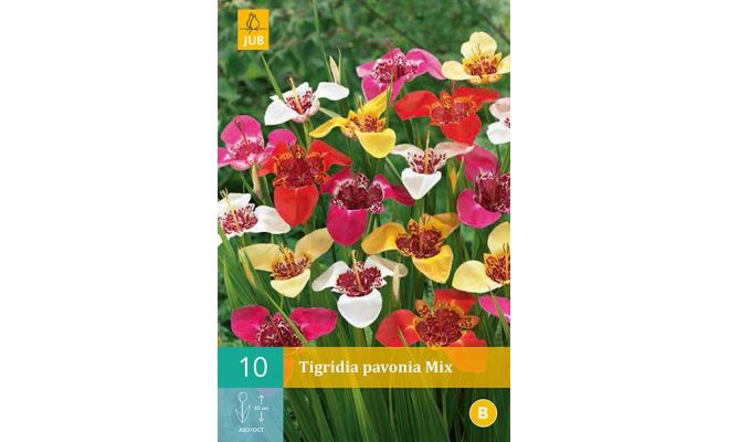 Tigridia pavonia mix 10st - afbeelding 1