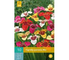 Tigridia pavonia mix 10st - afbeelding 4