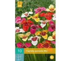 Tigridia pavonia mix 10st - afbeelding 2