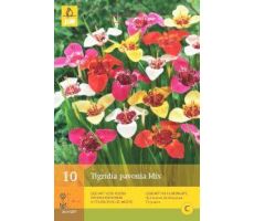 Tigridia pavonia mix 10st - afbeelding 4