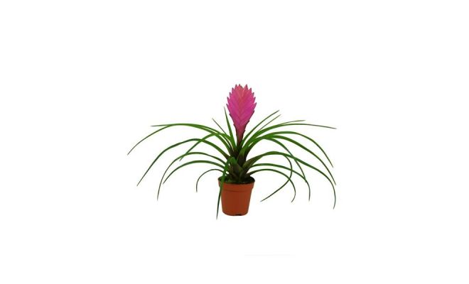 Tillandsia Cyanea Anita, pot 12 cm, h 35 cm