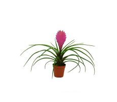 Tillandsia Cyanea Anita, pot 12 cm, h 35 cm