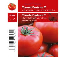 Tomaat Fantasio - afbeelding 1