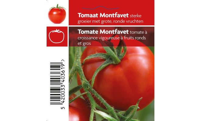 Tomaat Montfavet - afbeelding 1