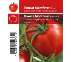 Tomaat Montfavet - afbeelding 1