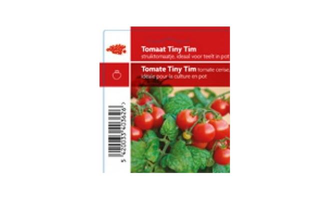 Tomaat Tiny Tim, rode struik - afbeelding 1