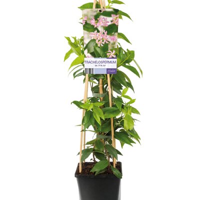Toscaanse jasmijn,Trachelospermum as. Pink Air, pot 19 cm , h 120 cm - afbeelding 1
