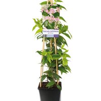Toscaanse jasmijn,Trachelospermum as. Pink Air, pot 19 cm , h 120 cm - afbeelding 2