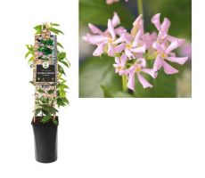 Toscaanse jasmijn,Trachelospermum as. Pink Air, klimplant in pot