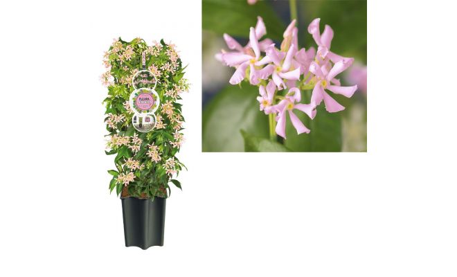 Toscaanse jasmijn,Trachelospermum as. Pink Air (roze), klimplant in pot