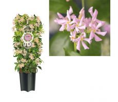 Toscaanse jasmijn,Trachelospermum as. Pink Air (roze), klimplant in pot