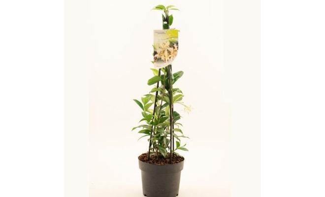 Toscaanse jasmijn,Trachelospermum jas. White Wings, klimplant in pot