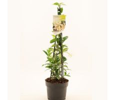 Toscaanse jasmijn,Trachelospermum jas. White Wings, klimplant in pot