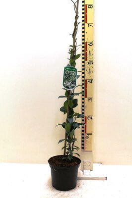 trachelospermum jasminiodes, pot 15 cm, h 70 cm